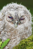 08-0343 Sleepy Tawny Owl Chick (Strix aluco)